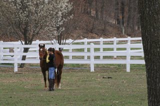 Buying A Horse
