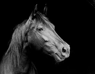 Black Horse Photo