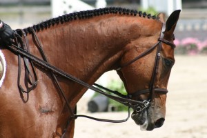 Advertising A Horse For Sale