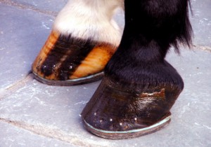 Horse Shoeing