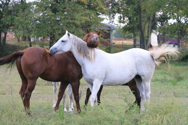 Buddy Sour Horses