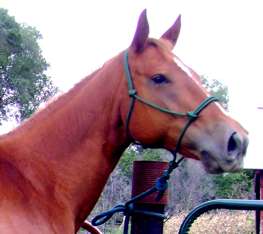 How To Tie A Rope Halter