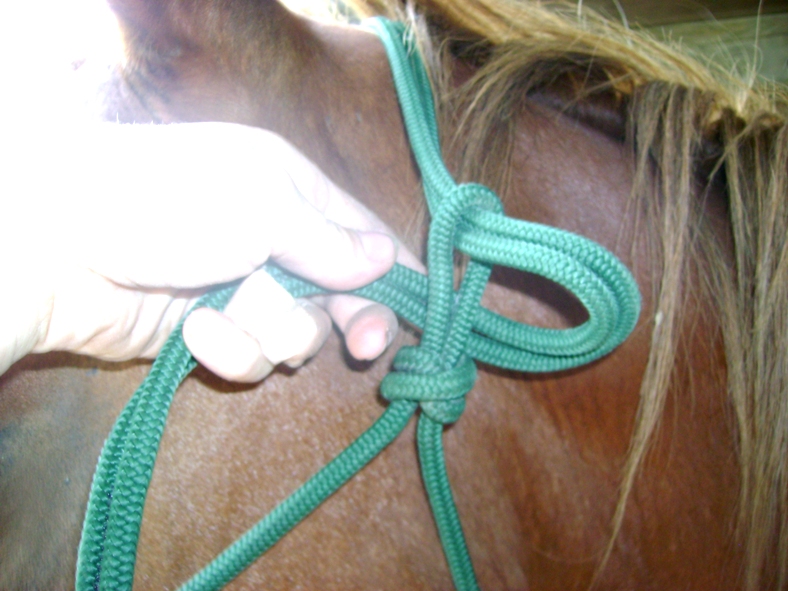 Rope Halter Photo