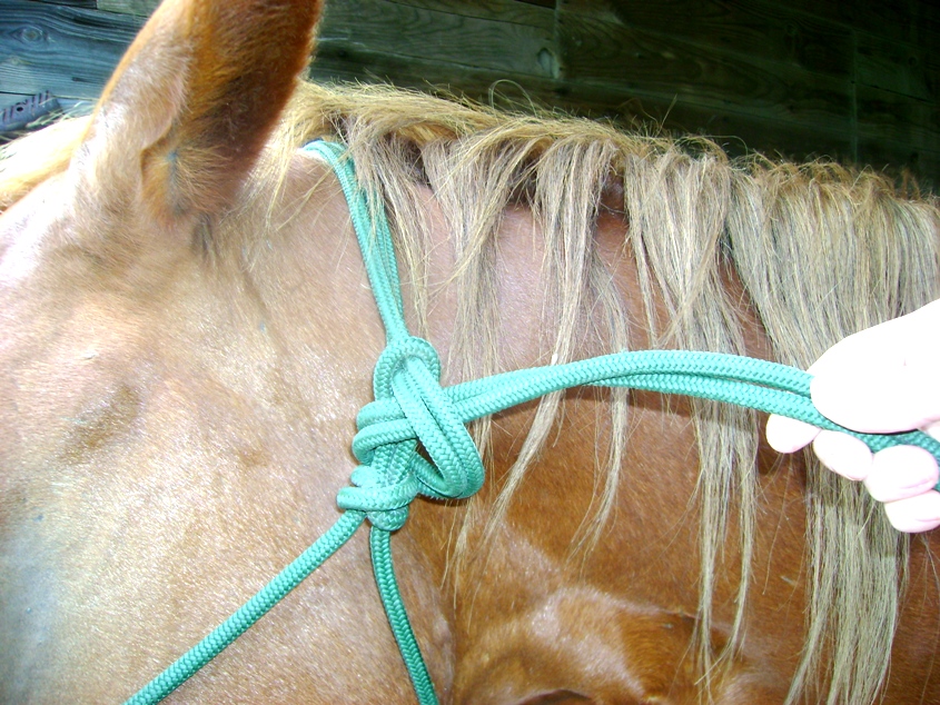 Horse With Rope Halter