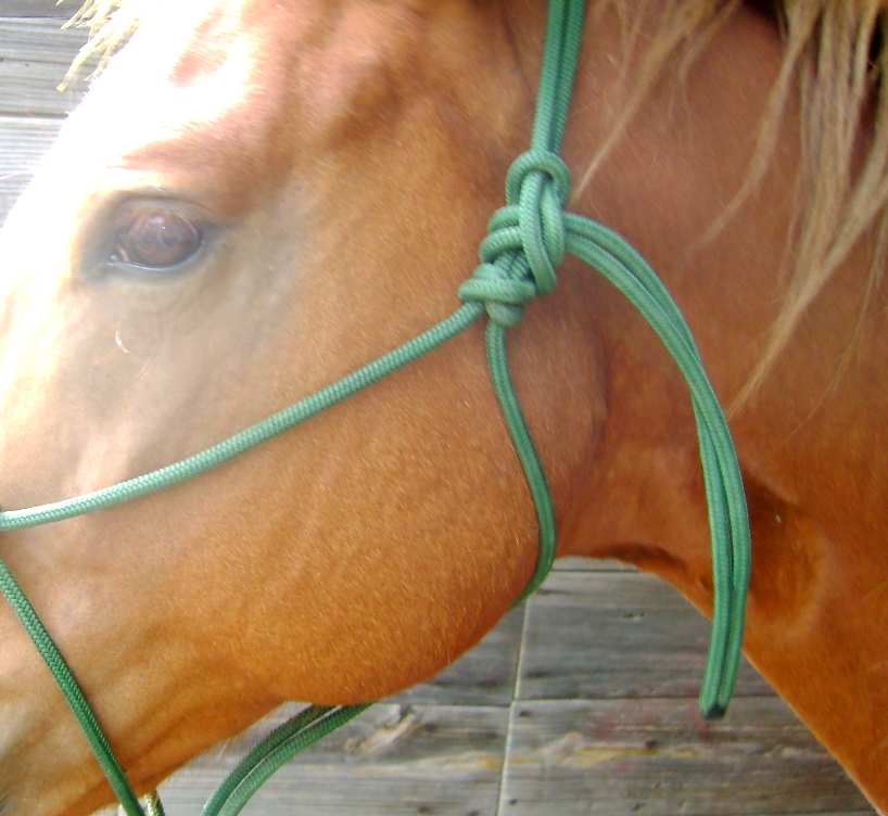 Tying Your Own Rope Halter