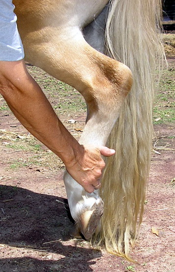 picking up a horse's hoof
