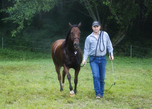 Lungeing A Horse