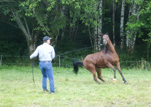 Lungeing A Horse