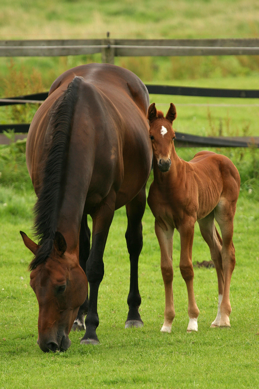 Mare and Foal