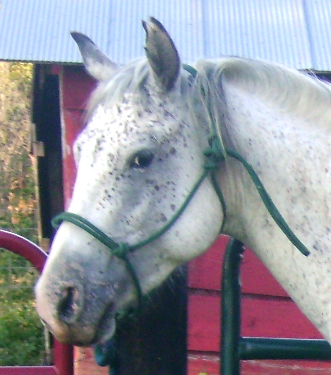 Tying A Horse