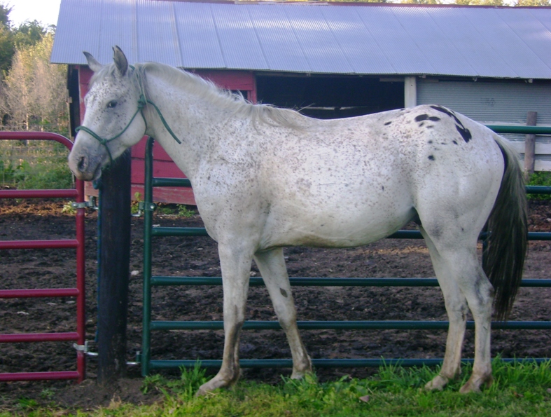 How To Tie A Horse