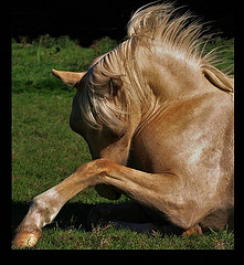 Easy Stretches For Your Horse