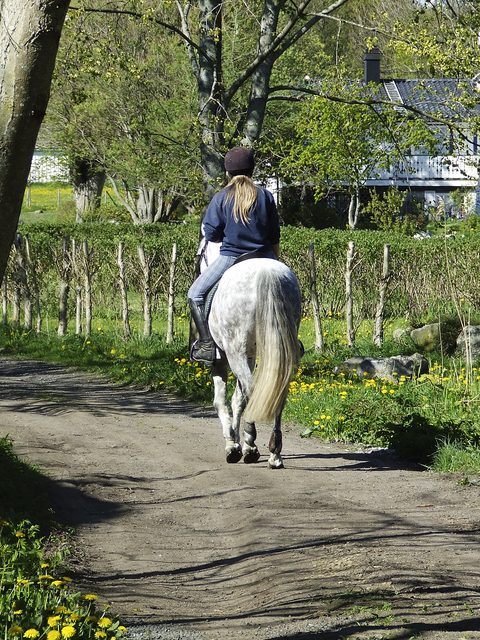 Trail Riding With Your Horse